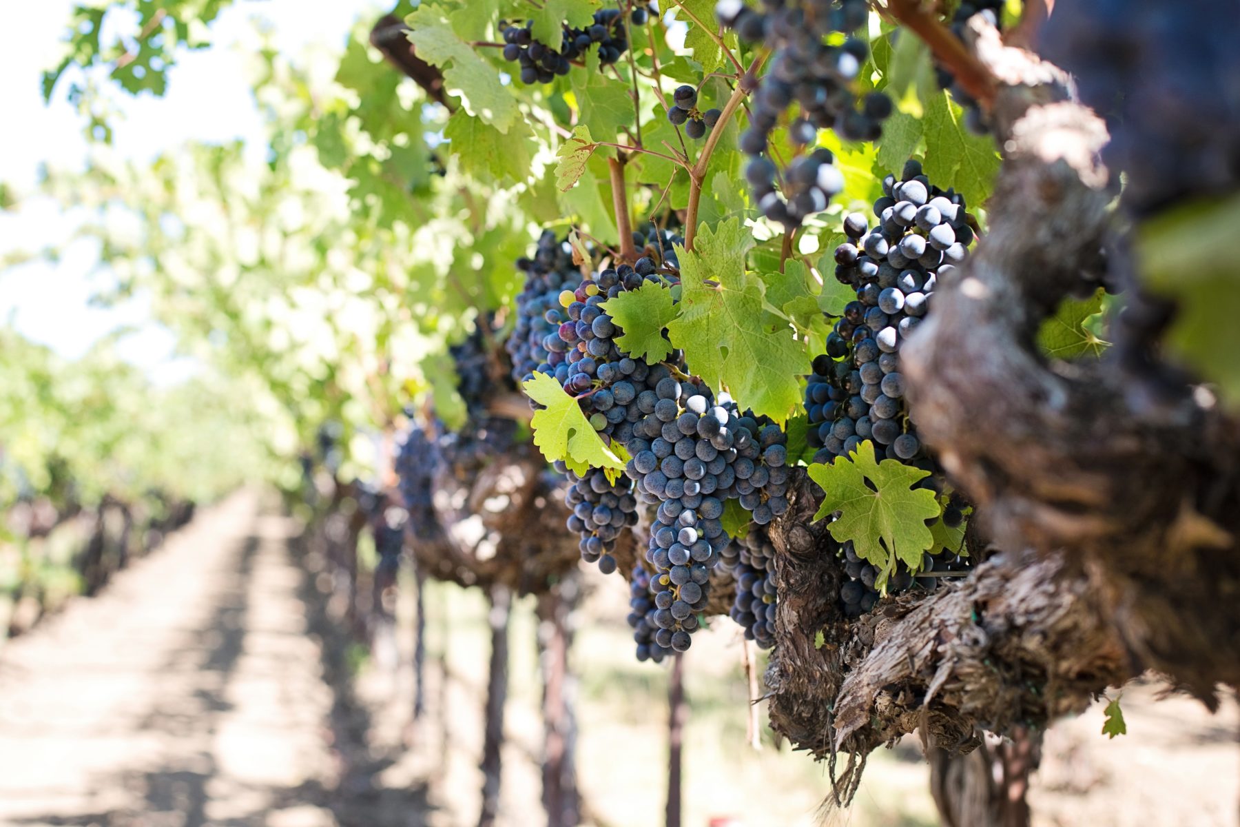 Red grapes on a vineyard