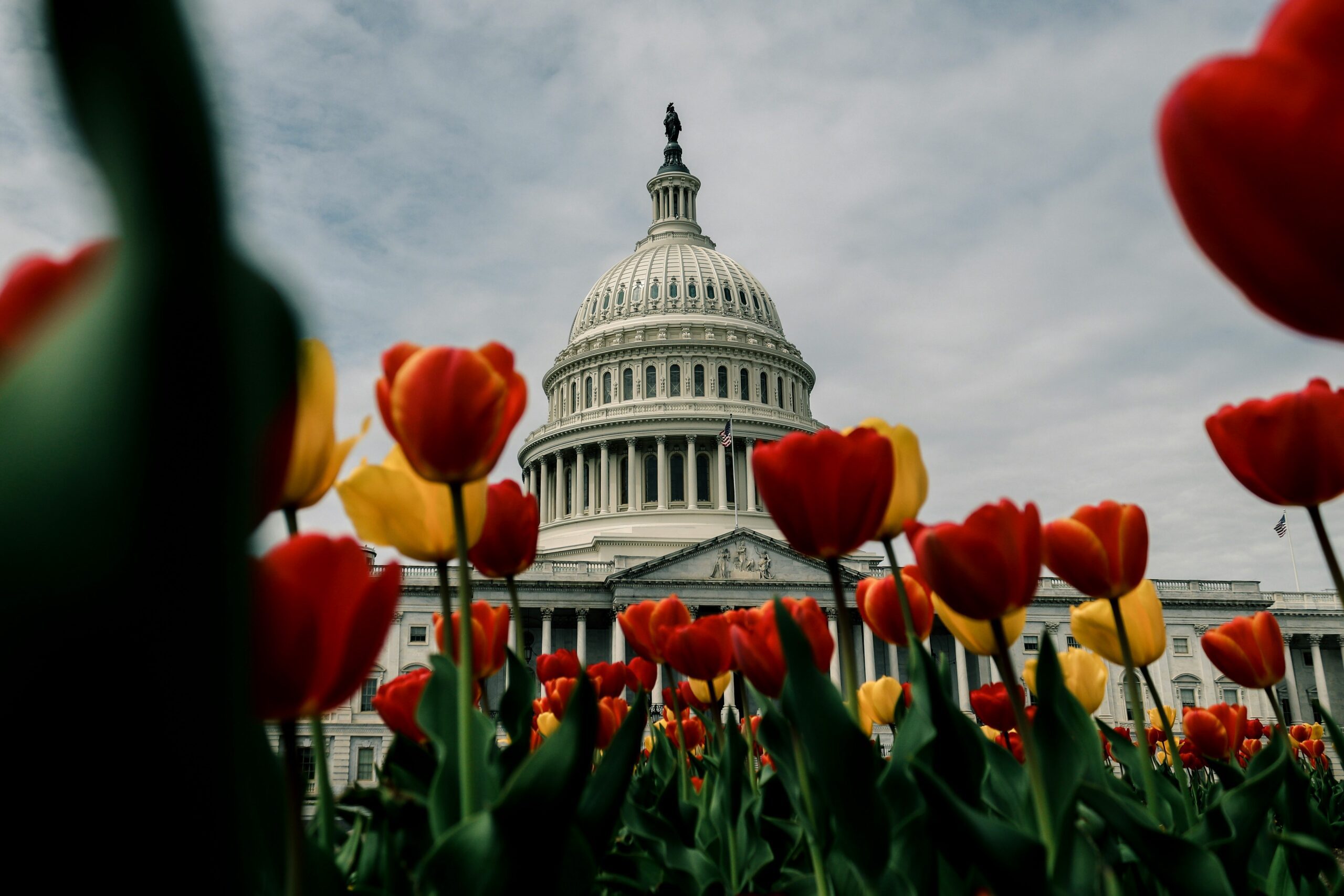 Tulips in the foreground with the U.S. Capitol building and a cloudy sky in the background.