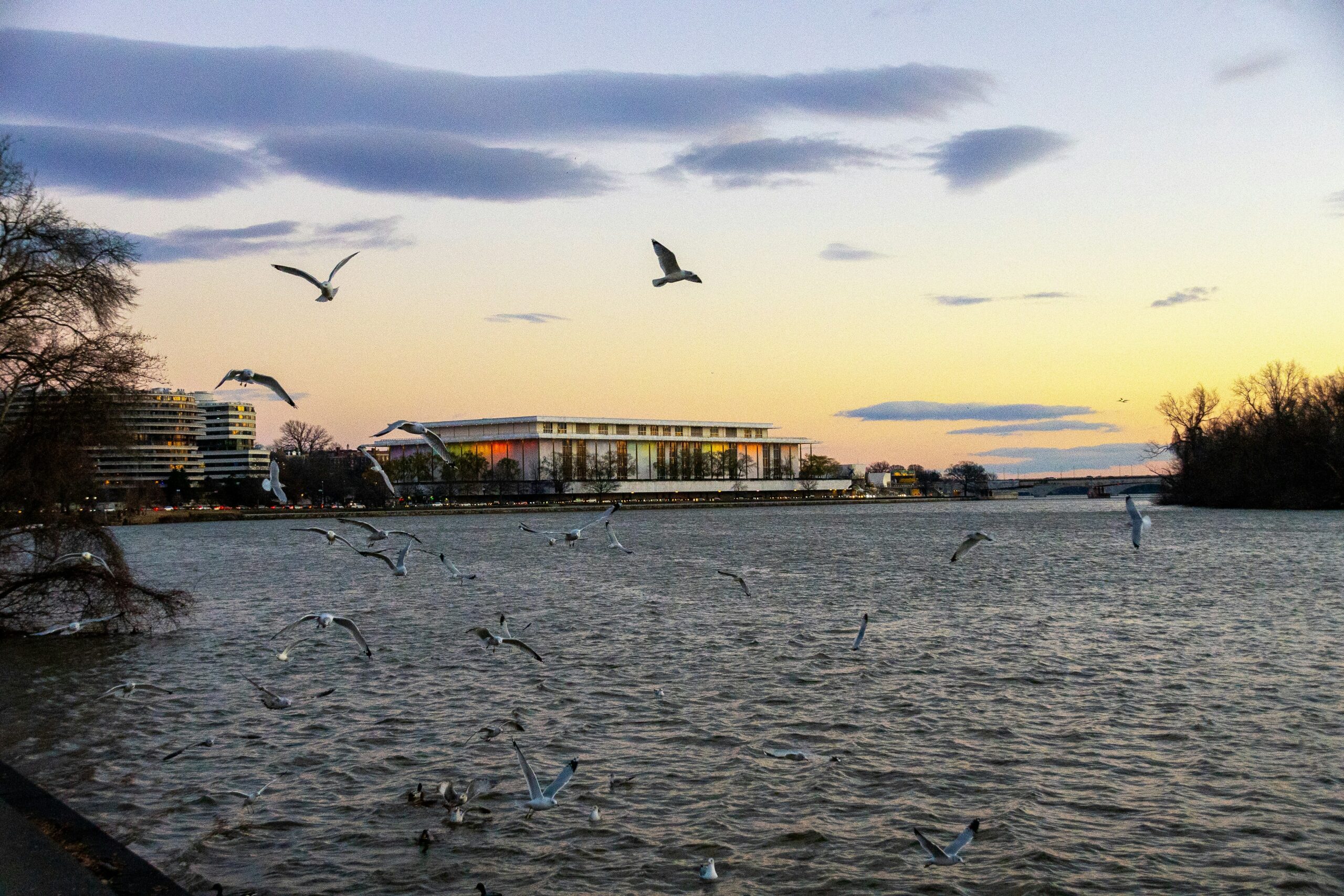 As the sun sets, seagulls soar over a river, with the Kennedy Center of Performing Arts in the background.